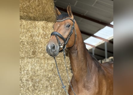 KWPN, Mare, 6 years, 16,2 hh, Brown