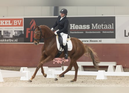 KWPN, Mare, 6 years, 16,2 hh, Chestnut-Red