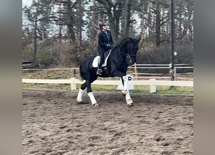 KWPN, Mare, 6 years, 17 hh, Black