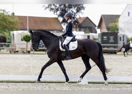 KWPN, Mare, 6 years, 17 hh, Black