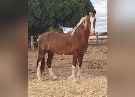 KWPN, Stute, 6 Jahre, Palomino