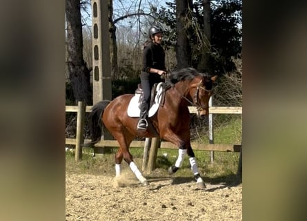 KWPN, Mare, 7 years, 15.2 hh, Brown