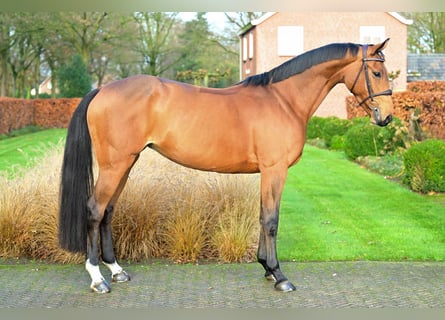 KWPN, Mare, 7 years, 15,2 hh, Brown