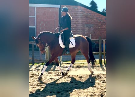 KWPN, Mare, 7 years, 15,2 hh, Chestnut