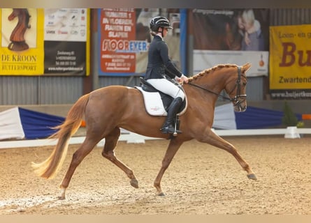 KWPN, Mare, 7 years, 15.2 hh, Chestnut-Red