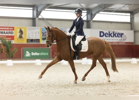 KWPN, Mare, 7 years, 15.2 hh, Chestnut-Red