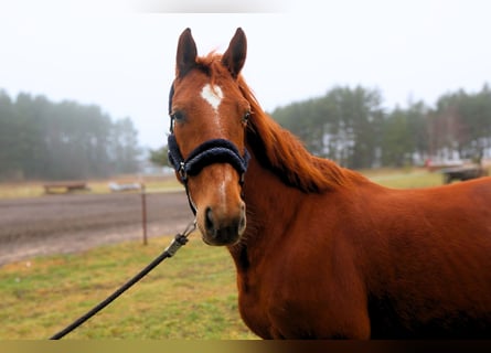 KWPN, Mare, 7 years, 15.2 hh, Chestnut