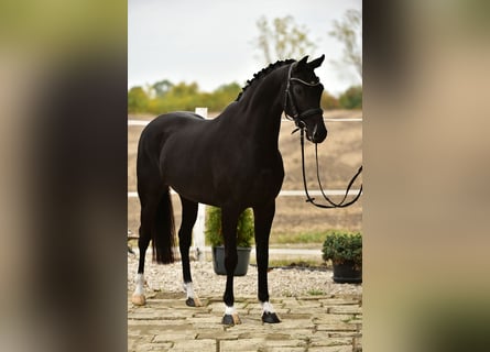KWPN, Mare, 7 years, 15,2 hh, Black