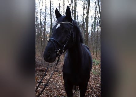 KWPN, Mare, 7 years, 16.1 hh, Black