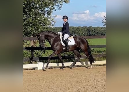 KWPN, Mare, 7 years, 16,1 hh, Black