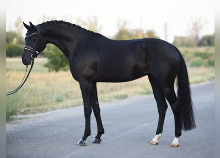 KWPN, Mare, 7 years, 16,1 hh, Black