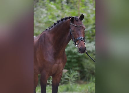 KWPN, Stute, 7 Jahre, 16,1 hh, Brauner