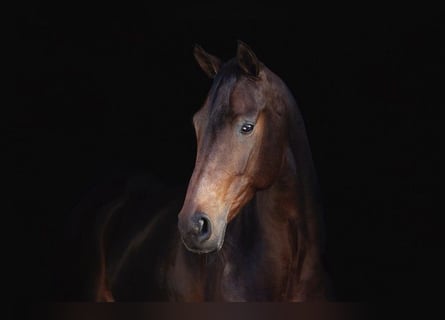 KWPN, Mare, 7 years, 16,1 hh, Brown