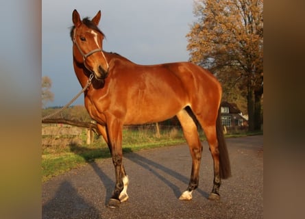 KWPN, Mare, 7 years, 16.1 hh, Brown