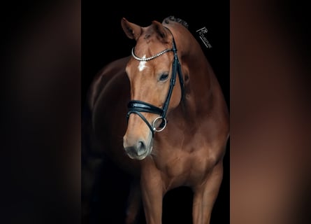 KWPN, Mare, 7 years, 16,1 hh, Chestnut