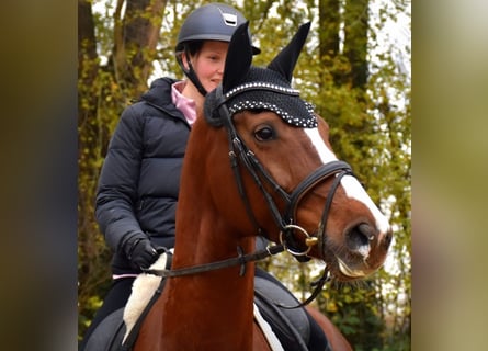 KWPN, Mare, 7 years, 16.1 hh, Chestnut-Red