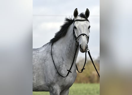 KWPN, Mare, 7 years, 16,1 hh, Gray