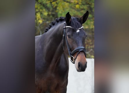 KWPN, Mare, 7 years, 16,2 hh, Brown