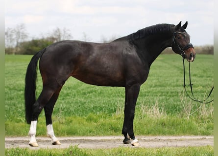 KWPN, Mare, 7 years, 16.2 hh, Brown