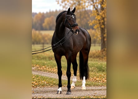 KWPN, Mare, 7 years, 16.2 hh, Brown