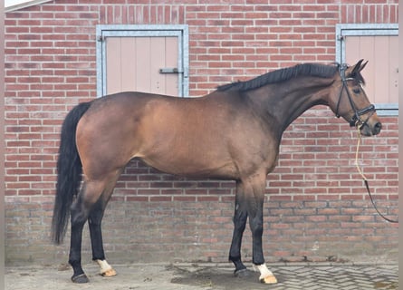 KWPN, Mare, 7 years, 16.2 hh, Brown