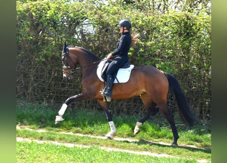 KWPN, Mare, 7 years, 16.2 hh, Brown
