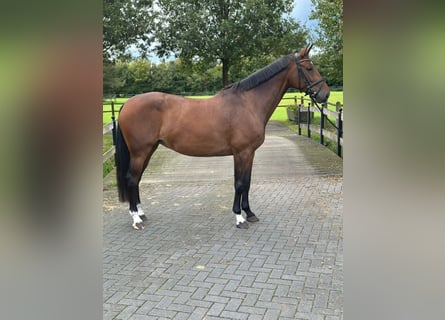 KWPN, Mare, 7 years, 16,2 hh, Brown