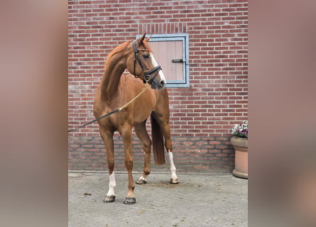 KWPN, Mare, 7 years, 16.2 hh, Chestnut-Red