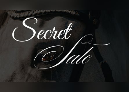 KWPN, Mare, 7 years, 16.2 hh, Pinto KWPN, Mare, 7 years, 16.2 hh, Pinto