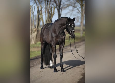KWPN, Mare, 7 years, 16.2 hh, Smoky-Black