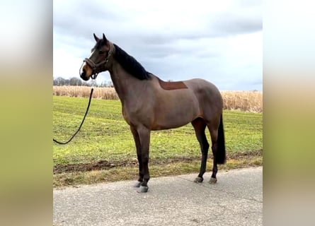 KWPN, Mare, 7 years, 16.2 hh, Smoky-Black