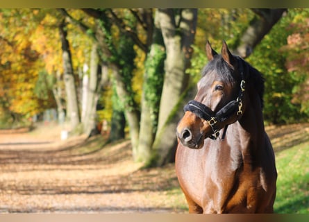 KWPN, Mare, 7 years, 16,3 hh, Bay-Dark