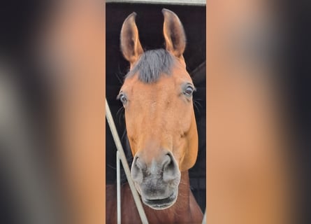 KWPN, Mare, 7 years, 16,3 hh, Brown