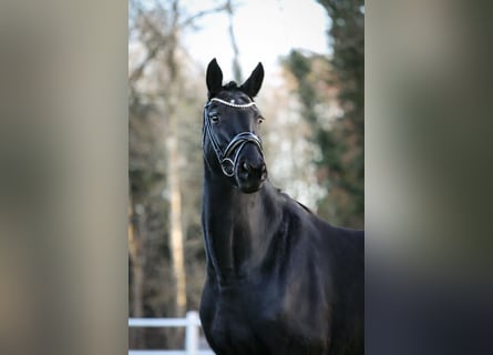 KWPN, Mare, 7 years, 16 hh, Black