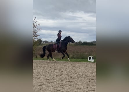 KWPN, Mare, 7 years, 16 hh, Brown