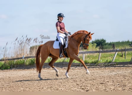KWPN, Mare, 7 years, 16 hh, Chestnut-Red