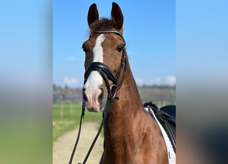 KWPN, Mare, 7 years, 16 hh, Chestnut-Red