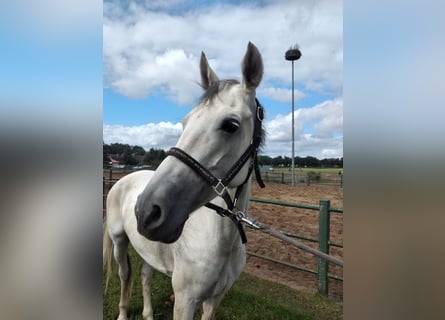 KWPN, Mare, 7 years, 16 hh, Gray