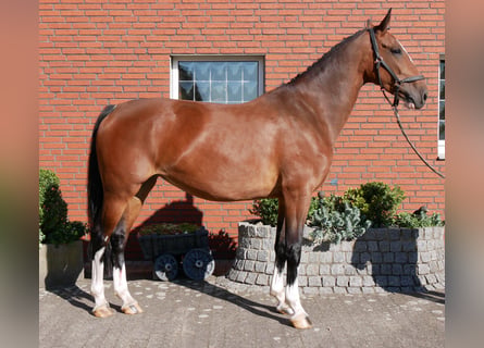 KWPN, Mare, 7 years, 16 hh