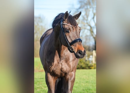 KWPN, Mare, 7 years, 16 hh, Smoky-Black