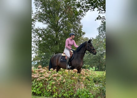 KWPN, Mare, 7 years, 16,1 hh, Bay-Dark