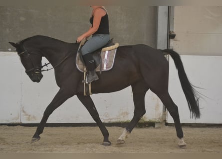 KWPN, Mare, 7 years, 16,1 hh, Black