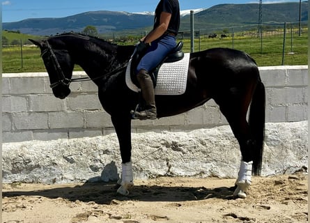 KWPN, Mare, 7 years, 16,1 hh, Black