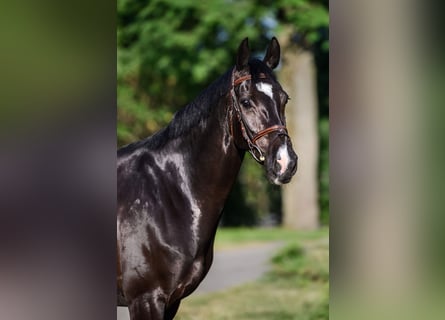 KWPN, Mare, 7 years, 16,1 hh, Black
