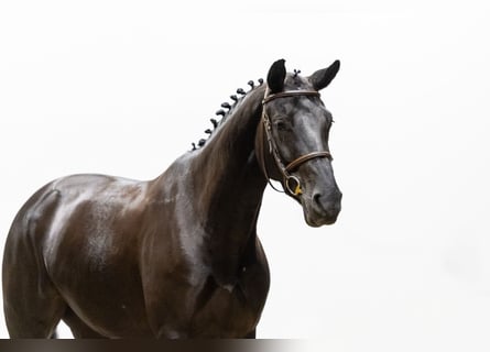 KWPN, Mare, 7 years, 16,1 hh, Black