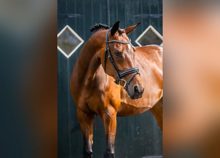 KWPN, Mare, 7 years, 16,1 hh, Brown