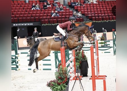 KWPN, Mare, 7 years, 16,1 hh, Brown