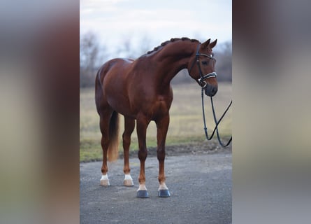 KWPN, Mare, 7 years, 16,1 hh, Chestnut-Red