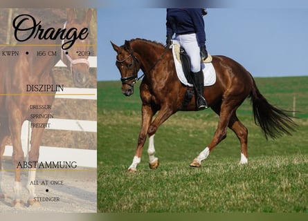 KWPN, Mare, 7 years, 16,1 hh, Chestnut-Red