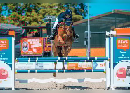KWPN, Mare, 7 years, 16,1 hh, Chestnut